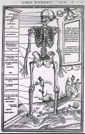 Anatomy of a Skeleton