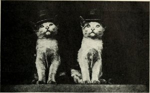 two kittens sitting side by side wearing top hats