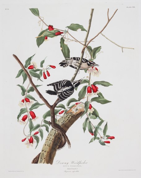 Plate 112, "Downy Woodpecker," John. J Audubon.