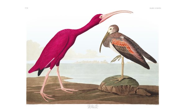 Plate 397, "Scarlet Ibis" John J. Audubon's Birds of America.
