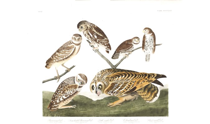 Plate 432, "Burrowing Owl, Large-headed Burrowing Owl, Little night Owl, Columbian Owl, Short-eared Owl," John J. Audobon's Birds of America.