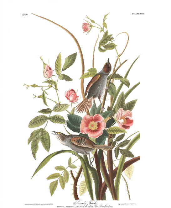 Plate 93, "Sea-side Finch" John J. Audubon's Birds of America.